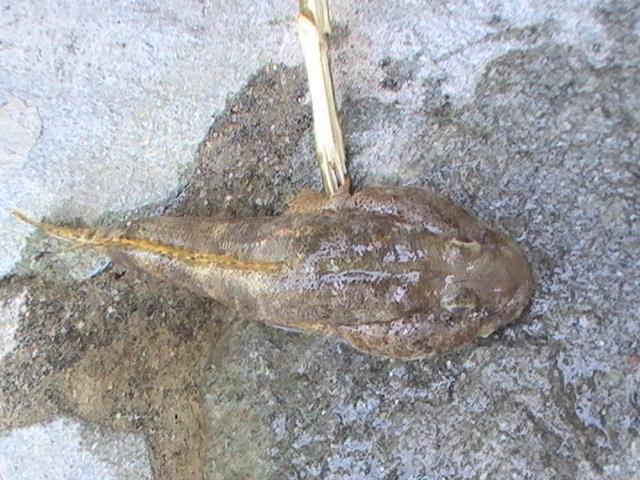 capturi grecia  - pic3483.JPG